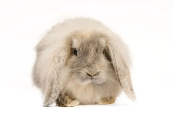 Framed Print : Rabbit. LA-9203. Rabbit. Jean-Michel Labat Framed Print : Rabbit. LA-9203. Rabbit. Jean-Michel Labat