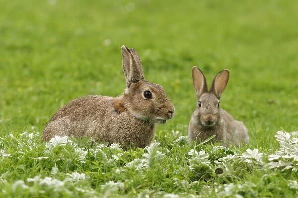 Rabbit - Adult with youngster in meadow. Bedfordshire UK 037