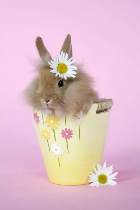 Framed Print : Rabbit. baby lion head rabbit ( 6 wks old ) in a flower pot Framed Print : Rabbit. baby lion head rabbit ( 6 wks old ) in a flower pot