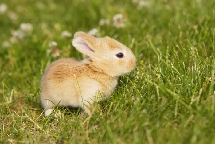 Framed Print : Rabbit - baby outside Framed Print : Rabbit - baby outside