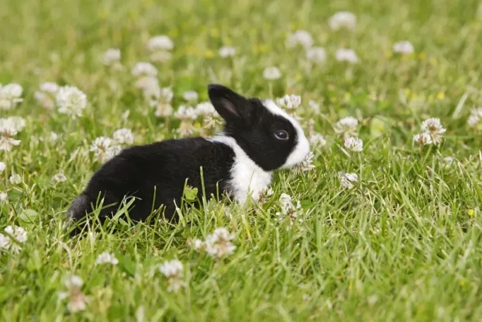 Framed Print : Rabbit - baby outside Framed Print : Rabbit - baby outside