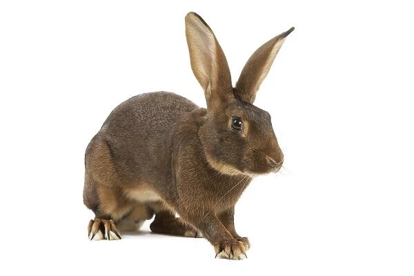 Rabbit - Belgian Hare