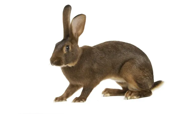 Framed Print : Rabbit - Belgian Hare Framed Print : Rabbit - Belgian Hare