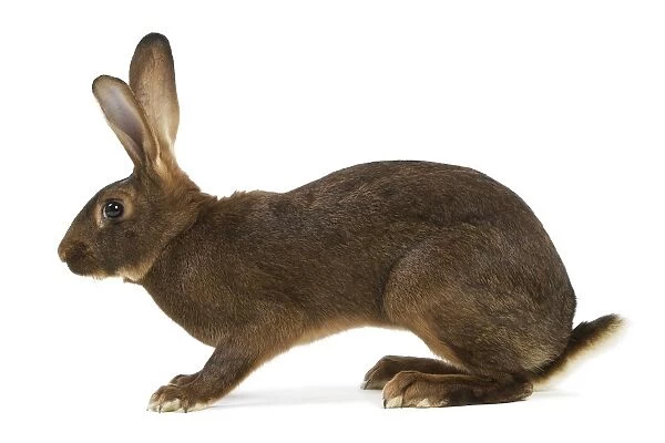 Rabbit - Belgian Hare