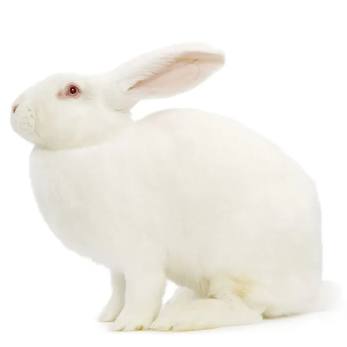 Framed Print : Rabbit - Blanc de bouscat - French breed of rabbit Framed Print : Rabbit - Blanc de bouscat - French breed of rabbit