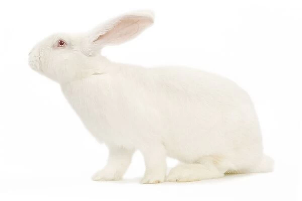 Rabbit - Blanc de bouscat - French breed of rabbit