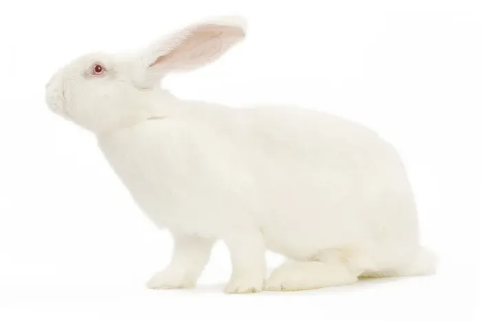 Framed Print : Rabbit - Blanc de bouscat - French breed of rabbit Framed Print : Rabbit - Blanc de bouscat - French breed of rabbit