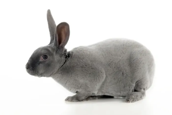 Framed Print : RABBIT - Blue rex Framed Print : RABBIT - Blue rex