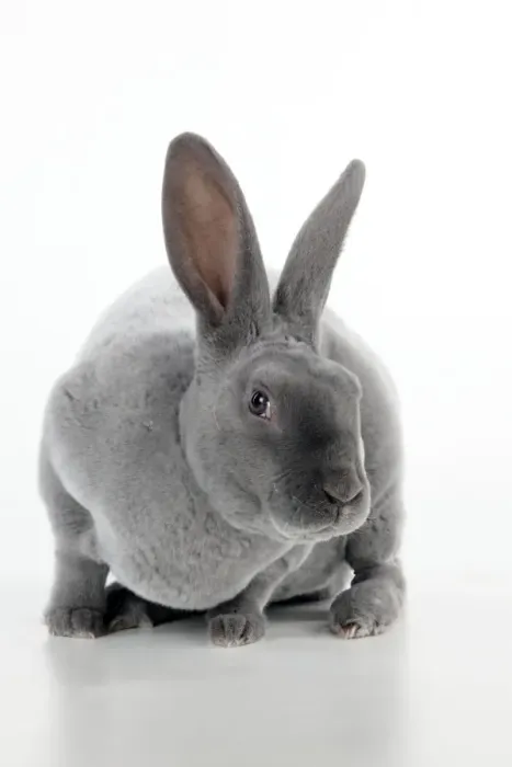Framed Print : RABBIT - Blue rex Framed Print : RABBIT - Blue rex