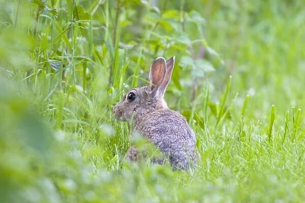 Rabbit Browsing in hedgerow