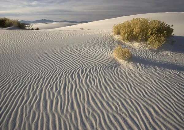 Rabbit-brush- with beatiful wind-sculpted white gypsum dunes White Sands National Monument, New Mexico, USA