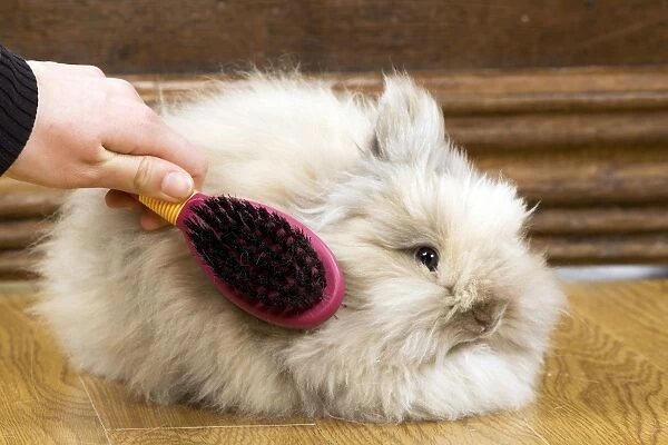 Rabbit - being brushed