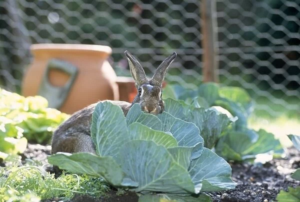 Rabbit - in cabbage patch