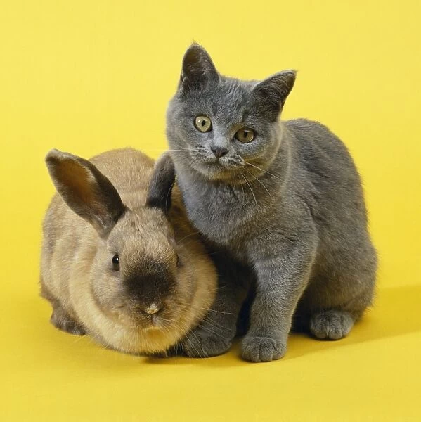 Rabbit & Cat - kitten