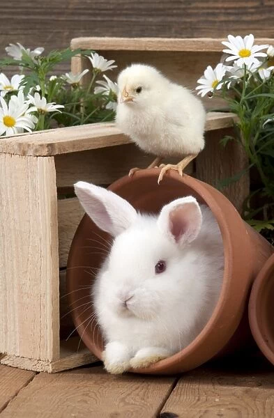 RABBIT & CHICK - Mini Ivory Satin Rabbit - sitting in flower pot with chick on top