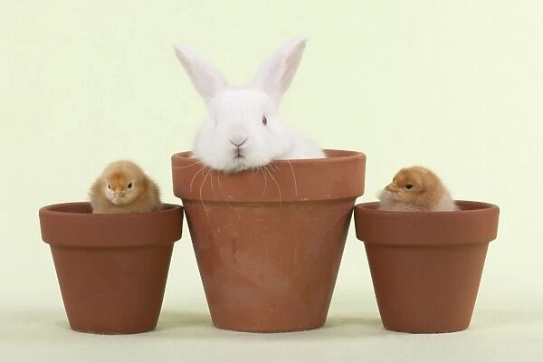 RABBIT & CHICK - Mini Ivory Satin Rabbit sitting in flower pot with chicks on either side