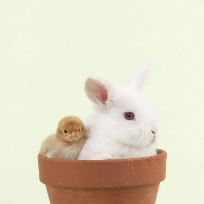 Framed Print : RABBIT & CHICK - Mini Ivory Satin Rabbit sitting in flower pot with chicks Framed Print : RABBIT & CHICK - Mini Ivory Satin Rabbit sitting in flower pot with chicks