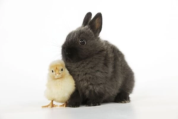 RABBIT. Chick standing next to rabbit