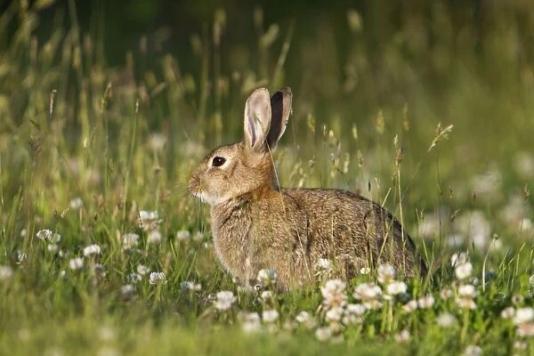 Rabbit - with clover - Cornwall - UK