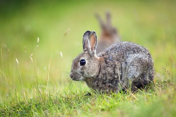 Rabbit - Cornwall - UK