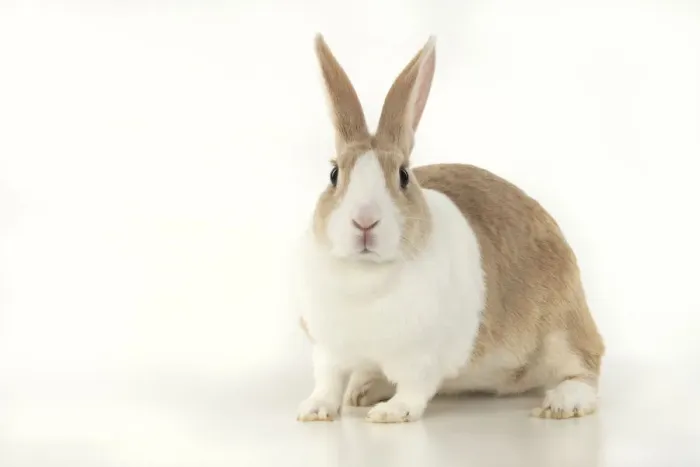 Framed Print : RABBIT, Dutch rabbit, sitting, studio, white background Framed Print : RABBIT, Dutch rabbit, sitting, studio, white background