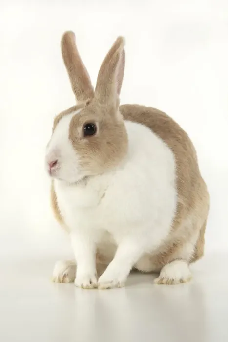 Framed Print : RABBIT, Dutch rabbit, sitting, studio, white background Framed Print : RABBIT, Dutch rabbit, sitting, studio, white background