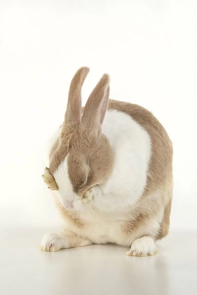 RABBIT, Dutch rabbit, sitting, washing, paws on face, studio, white background