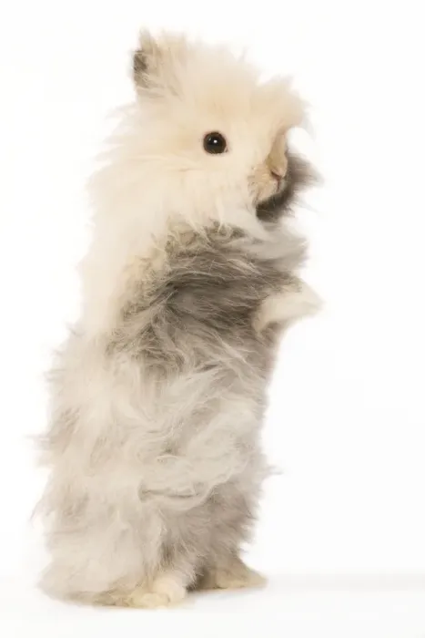 Framed Print : Rabbit - dwarf angora in studio Framed Print : Rabbit - dwarf angora in studio