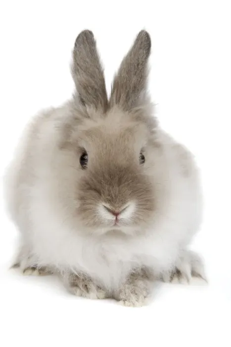 Framed Print : Rabbit - Dwarf lion-head in studio Framed Print : Rabbit - Dwarf lion-head in studio
