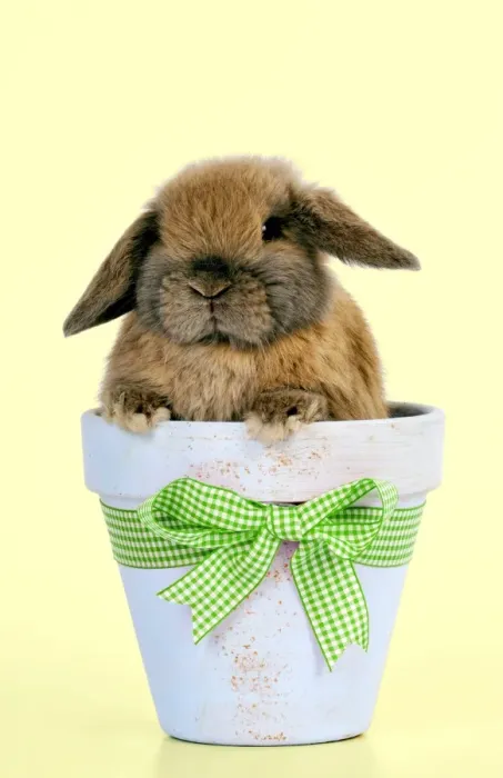 Framed Print : RABBIT - Dwarf lop sitting in plant pot Digital Manipulation: colour background from white to yellow - bow from red to green