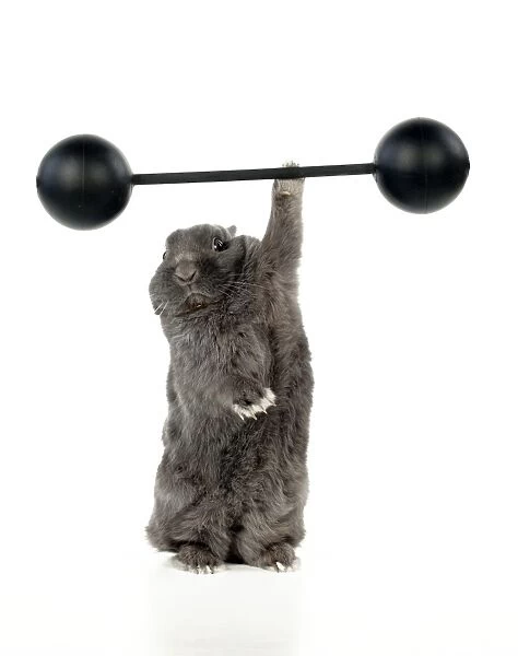 RABBIT - Dwarf rabbit lifting weights one handed
