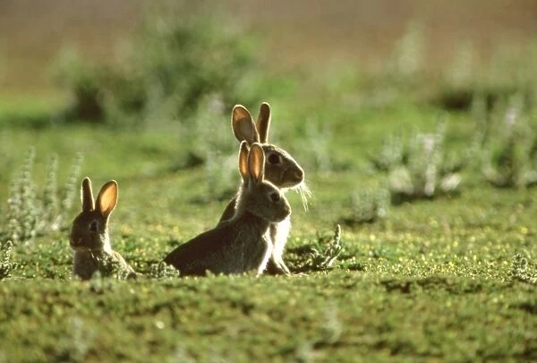 Rabbit - Three emerging from hole, Australia JPF28246