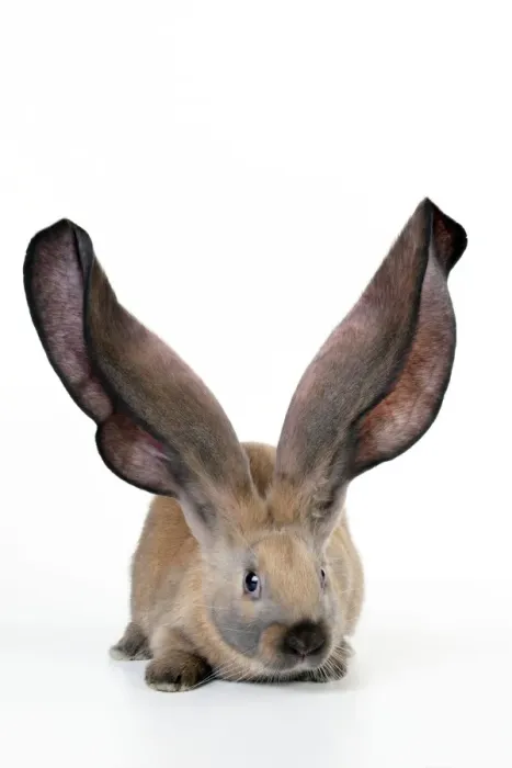 Framed Print : RABBIT - English lop Framed Print : RABBIT - English lop