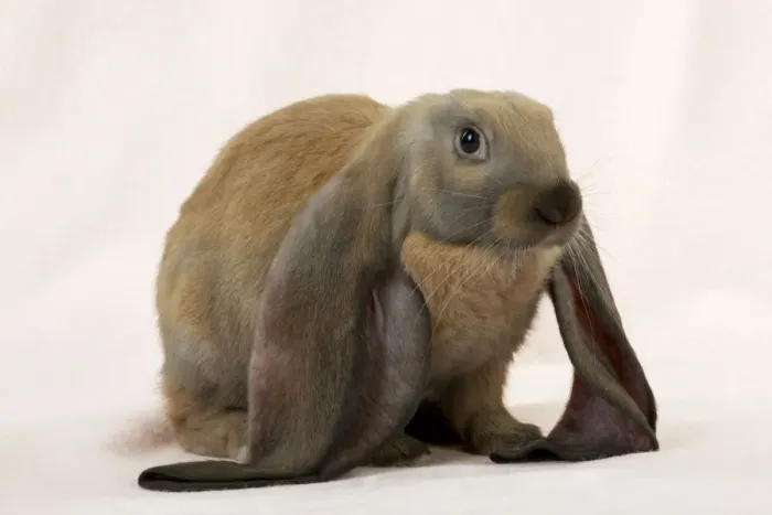 Framed Print : RABBIT - English lop Digital Manipulation: slight background colour change Framed Print : RABBIT - English lop Digital Manipulation: slight background colour change