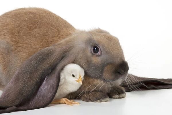 RABBIT - English lop sitting with chick