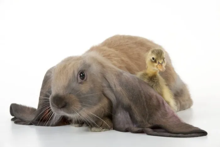 Framed Print : RABBIT - English lop sitting with duckling Framed Print : RABBIT - English lop sitting with duckling