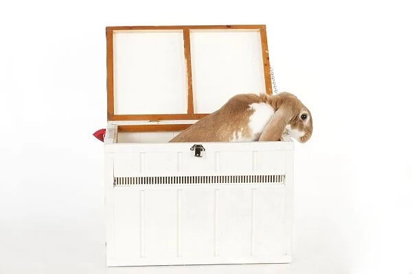 RABBIT - English lop in wooden pet carrier