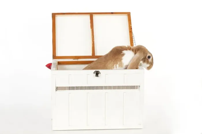 Framed Print : RABBIT - English lop in wooden pet carrier Framed Print : RABBIT - English lop in wooden pet carrier
