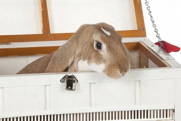 RABBIT - English lop in wooden pet carrier