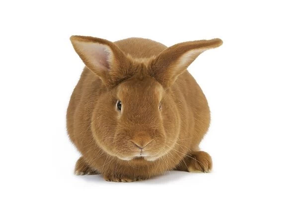 Rabbit - Fauve de bourgogne