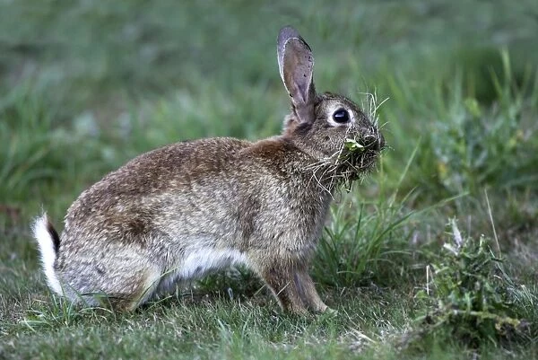 Rabbit - Female collecting grass to prepare the nest