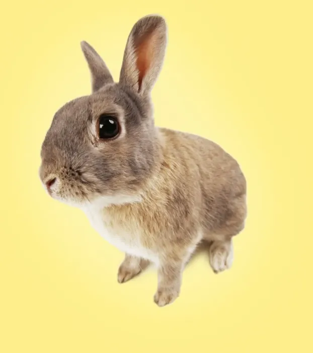 Framed Print : Rabbit - fish-eye lens. On spring yellow background Framed Print : Rabbit - fish-eye lens. On spring yellow background
