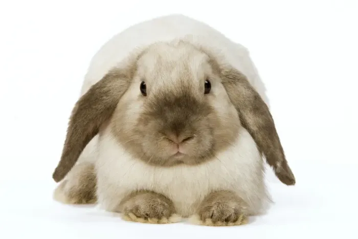 Framed Print : Rabbit - French Lop  /  Belier