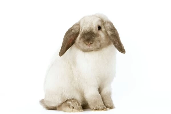 Rabbit - French Lop  /  Belier