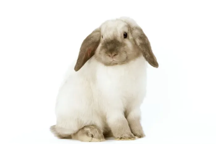 Framed Print : Rabbit - French Lop / Belier Framed Print : Rabbit - French Lop / Belier