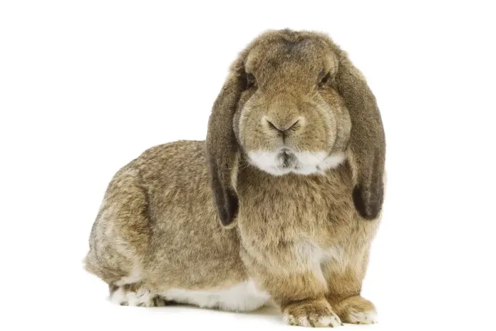Framed Print : Rabbit - French Lop / Belier Francais. In studio Framed Print : Rabbit - French Lop / Belier Francais. In studio