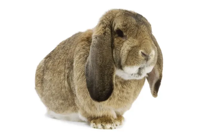 Framed Print : Rabbit - French Lop / Belier Francais. In studio Framed Print : Rabbit - French Lop / Belier Francais. In studio