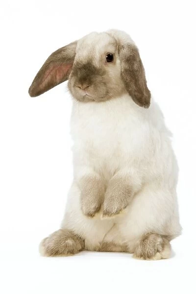 Rabbit - French Lop  /  Belier - om hind legs in studio