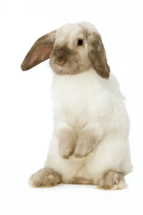 Framed Print : Rabbit - French Lop / Belier - om hind legs in studio Framed Print : Rabbit - French Lop / Belier - om hind legs in studio