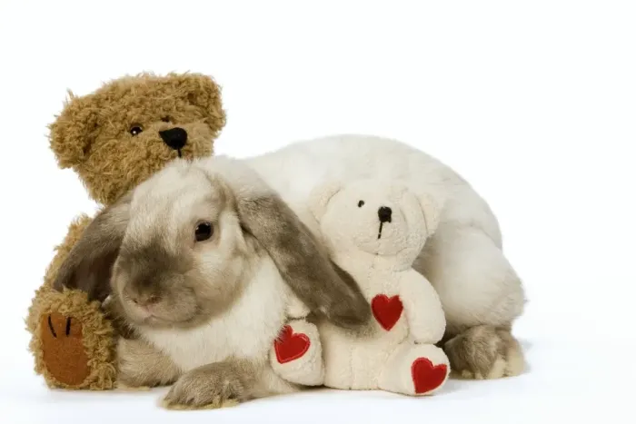 Framed Print : Rabbit - French Lop / Belier with teddy bears in studio Framed Print : Rabbit - French Lop / Belier with teddy bears in studio